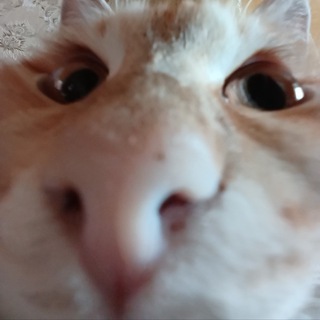 Vladimir