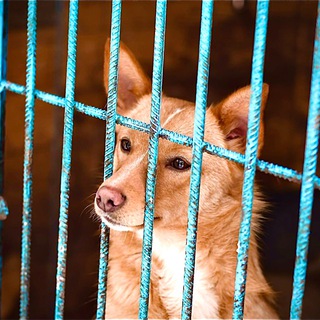 Рудий Пес🐕