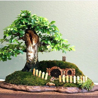🌳گلخانه تکدرخت اورمیه🌳