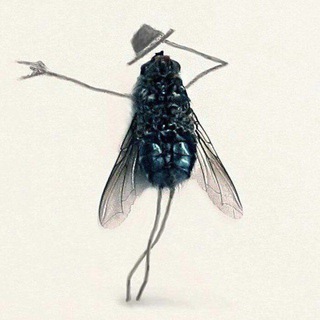 Musca