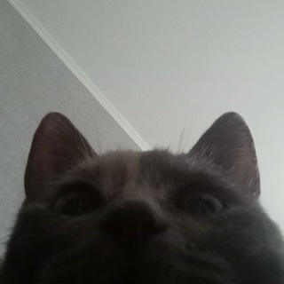 анонимный кот