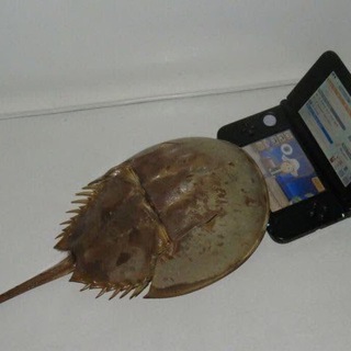 Trilobite