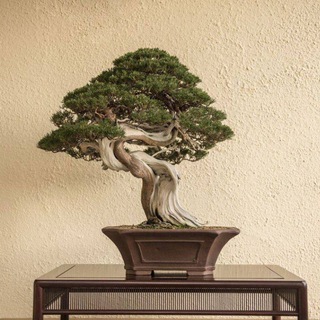 ART OF BONSAI