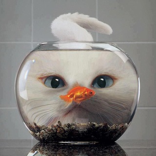КотоБот