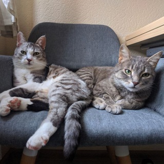 Stinky & Eri, the cats