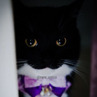 Week With Cat