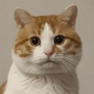 妹子图传话筒