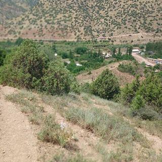 Bohodir