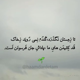 mohamad