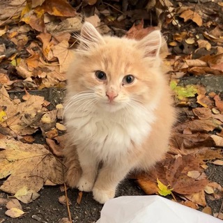 Котики для Котят