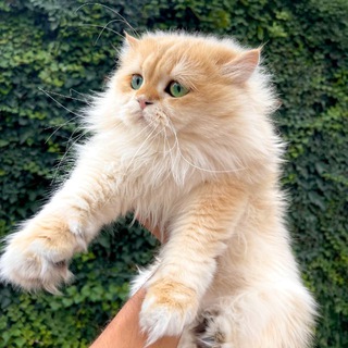 Wendy's cat