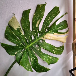 Plants_fans_чат