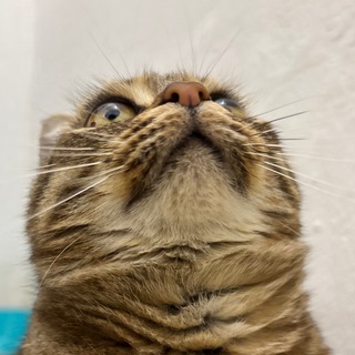 Чат Mира и пушистики🐾