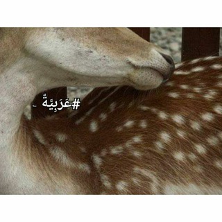 عَرَبِيَّةٌ ۦ
