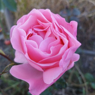 alizadeh