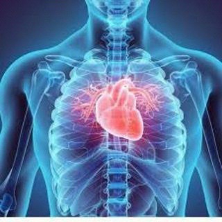 شروحات وملخصات anatomy