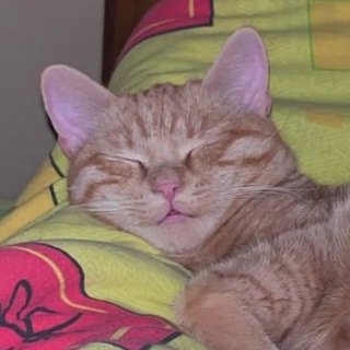 скинь кота