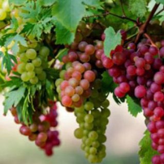 انگور_تاکستان|احیا باغ