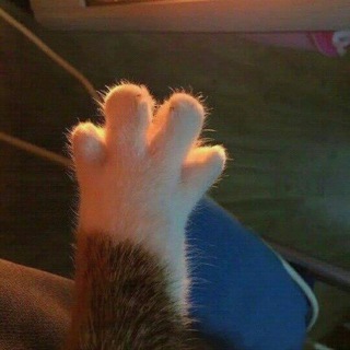 팟지