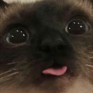 Бляцке котек