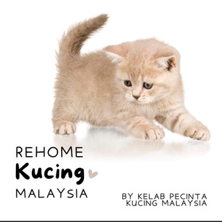 Rehome Kucing Malaysia