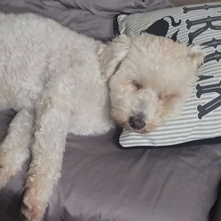 Max FullSendor