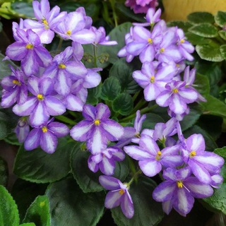 🌺Фиалки сортовые чат🌺
