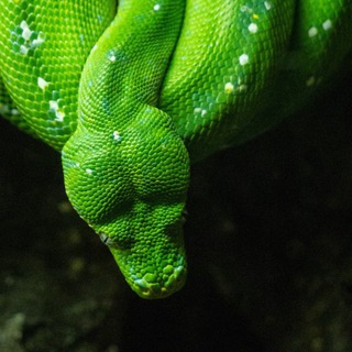 🐍 токсичный бот