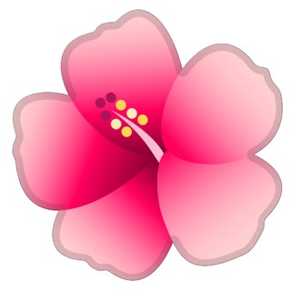 Hoa Dâm Bụt🌺
