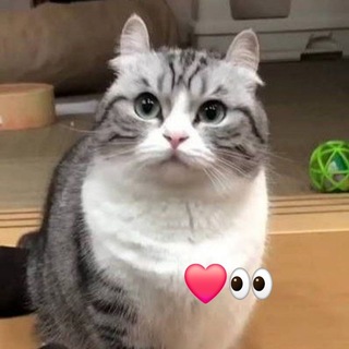 комару ожил / кликфэм