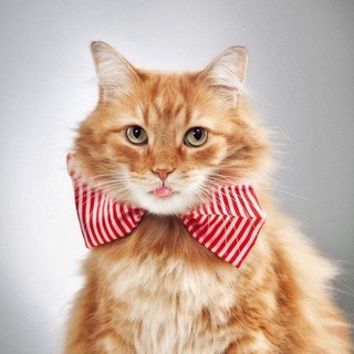 Кошачий Мир • Коты