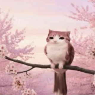 🐈🐈‍⬛🐈