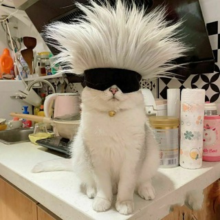 angviehk broder
