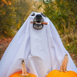 👻Nightmarish Dog👻