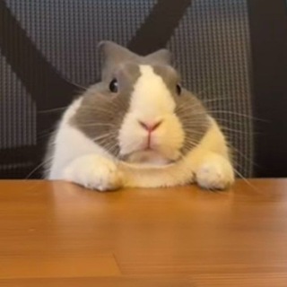 肥野猪