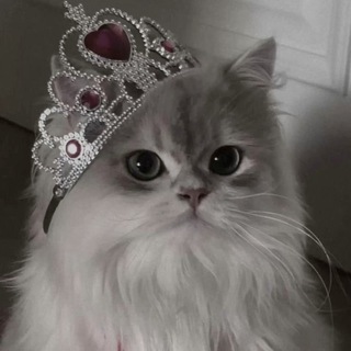 чатик💗