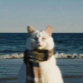Котята бояры