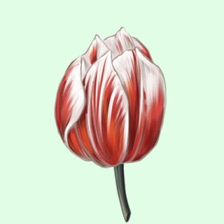 Tulip Chat