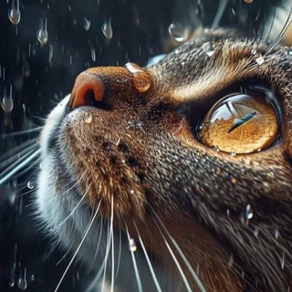 Кошенятка