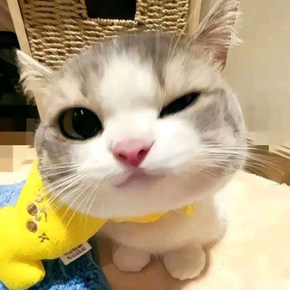 Soth ᓚᘏᗢ Bot