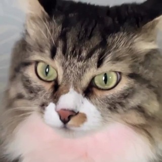 𝐙𝐞𝐟𝐢𝐫 (𝐦𝐚𝐲𝐛𝐞)