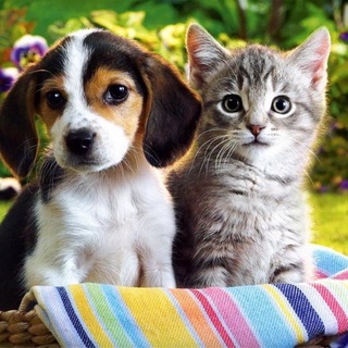 😺котики+песики🐶 та інші друзі