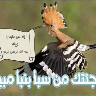 الهدهد نيوز