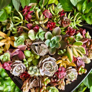 Family_plants_krd