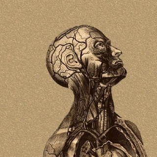 Medoptimal | Anatomy