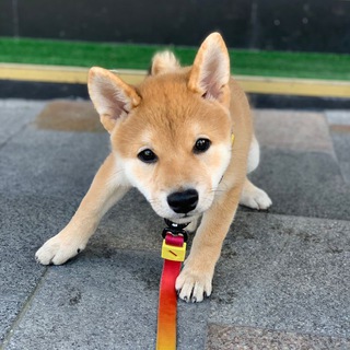 Pesiki_bot