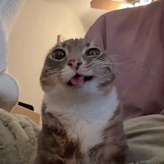 Migo