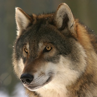 Link Werewolf ITA