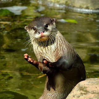 Lutra Maxwelli