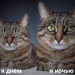 Группа Котечество